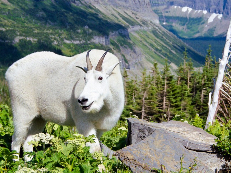 The Mountain Goat: Monarch of the Cascade&nbsp;Mountains