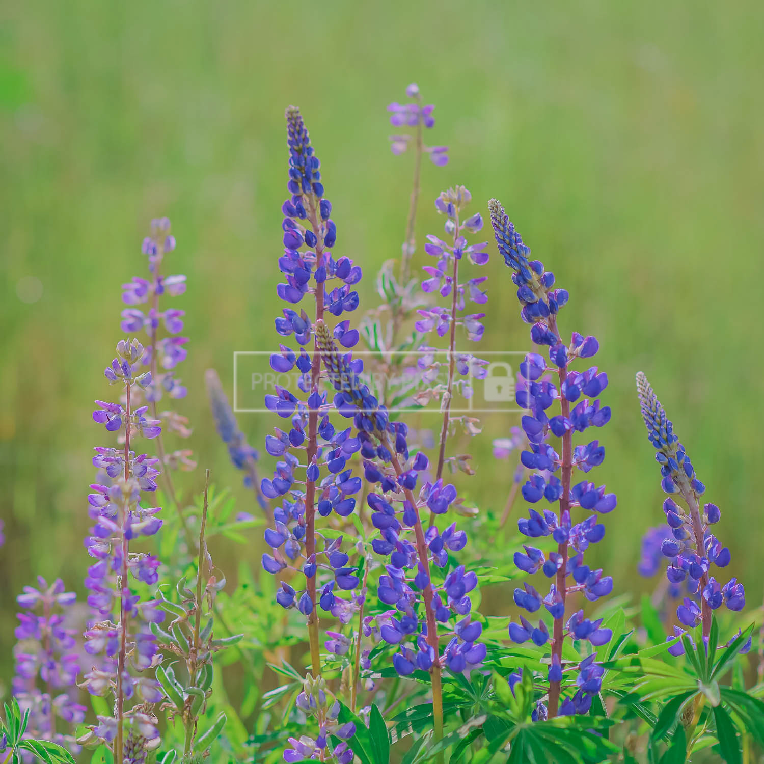 Wild purple and pink lupines in full bloom, captured in natural light in the Pacific Northwest — fine art floral photography.